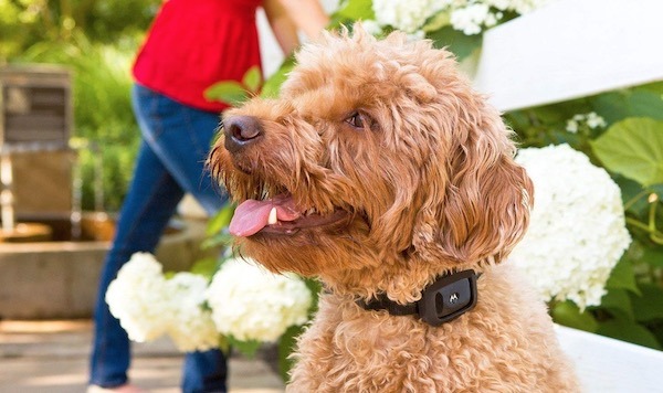 motorola scout traks avis gps chien chat