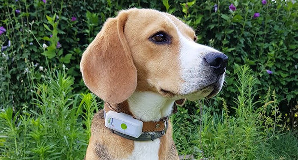 weenect dogs 2 avis prix confort