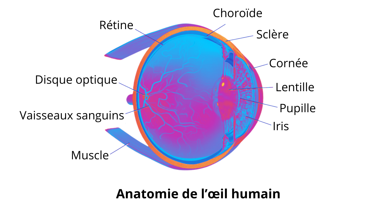 Œil humain anatomie